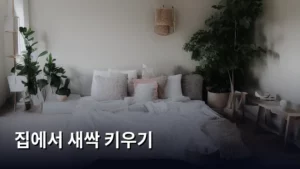 집에서 새싹 키우기, 초보자도 성공하는 초간단 가이드