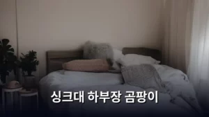 싱크대 하부장 곰팡이, 완벽 제거하고 쾌적한 주방 되찾는 법